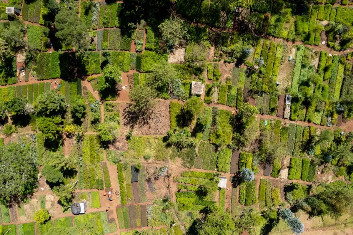 why-a-forest-with-more-species-stores-more-carbon